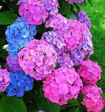 Maybe you would like to learn more about one of these? 79 What S In My Bouquet Ideas Flowers Bouquet Planting Flowers