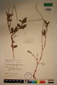 Image result for Oxygonum sinuatum