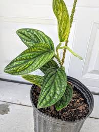 Monstera Sp Peru Karstenianum 6 Inch Leaves 1 Ft Vines Plants Monstera Plant Pictures
