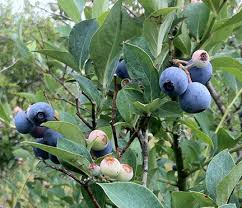 Common names include darrow's blueberry, evergreen blueberry, scrub blueberry, or southern highbush blueberry. It S Blueberry Picking Time In Northwest Florida Walton Outdoors