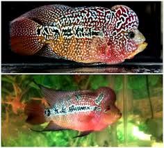 Ikan louhan atau flowerhorn ini merupakan spesies hibrid. Cara Membedakan Anak Ikan Louhan Jantan Dan Betina