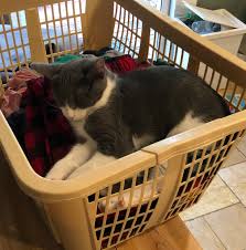 Кот мурзик и я поздравляем. Kristen Mancini A Female Cat Lost Southwest 28th Avenue Fort Lauderdale Fl Usa Pawmaw