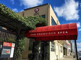 Need some extra zen in your life? Gimme Shelter Sf Spca Celebrates 150 Years