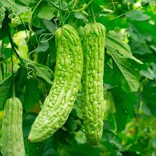 Water your potted bitter gourd plant every day in summer. Bitter Gourd Or Bitter Melon Oriental Greens Seeds 2565 Osc Seeds