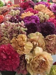 Flowers from holland, aalsmeer, netherlands. 38 Holland Flowers Ideas Holland Flowers Flowers Holland