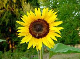 Sunflowers Hd Wallpapers Free Download Sunflower Wallpaper Plants Sunflower
