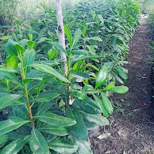 Image result for Warburgia ugandensis