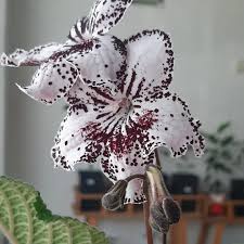 Image result for Streptocarpus buchananii