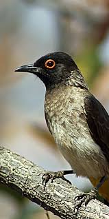 Black Bird With White Stripes On Wings And Tail South Africa African Red Eyed Bulbul Pycnonotus Nigricans There Are Many Species Of Bulbul Birds Which Are Short Necked Sl Most Beautiful Birds Pet Birds Beautiful Birds