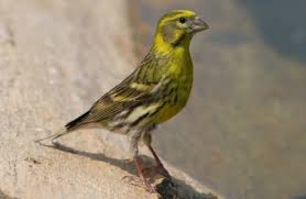 Vogel In Bayern Im Portrait Lbv Gemeinsam Bayerns Natur Schutzen