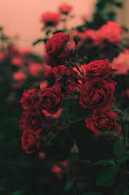 See more ideas about aesthetic roses, red aesthetic, aesthetic. 550 Red Roses Pictures Download Free Images On Unsplash