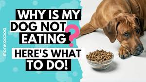 What To Do When Your Dog Not Eating Food Or Drinking Water L Tips On Loss Of Appetite L Youtube