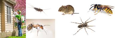 Lien termite & pest control of omaha, ne is a state licensed (ne and ia), insured, and bonded business offering professional extermination of termites, any insect, bedbugs, rodents, moles, birds or wildlife problem. Ryan S Pest Solutions Is A Pest Control Company In Omaha Ne
