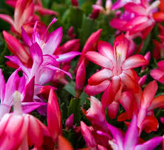 Pink christmas cactus plants for sale online. Christmas Cactus Calloway S Nursery