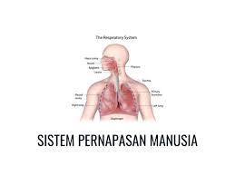 Sekian artikel mengenai 4 organ dalam sistem ekskresi pada manusia lengkap bagian, fungsi dan gambarnya. Sistem Pernapasan Manusia Pengertian Proses Organ Dan Bagian Bagiannya Gramedia Literasi