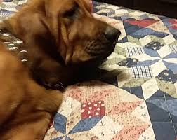 There isn't an answer to this question as each dog is different. How Long Can A Dog Bark Until They Stop Quora