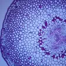 Image result for Psilotum