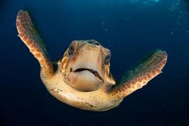 Image result for turtle
