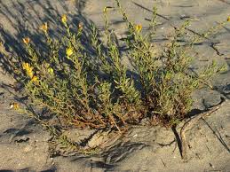 Image result for Sarcocornia decumbens