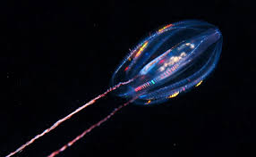 Image result for Belonophora