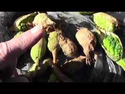 Calla Lily Seed Removal What To Do Next Youtube Lilly Plants Lily Seeds Calla Lily