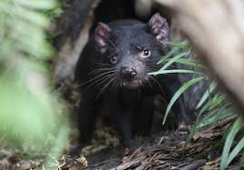 Vaguely bearlike in appearance and weighing up to 26 pounds, it is 20 to 31 inches long and has a bushy tail. Tasmanian Devils Return To Mainland Australia After 3 000 Years Daily Sabah