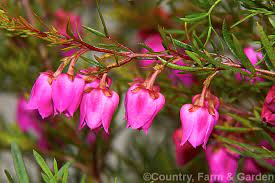 Boronia Heterophylla Photo Photo Evergreen Shrubs Shrubs