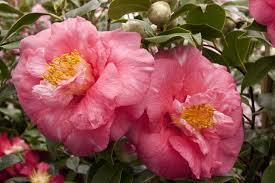 Camellia Japonica R L Wheeler U S 1948 Camellia Flowers Japonica