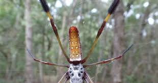 Immer mehr exotische spinnen finden ihren weg aus fernen ländern nach deutschland. Enablingsme Die Giftigste Spinne Der Welt Bilder Noch Eine Spinne Foto Bild Tiere Wildlife Spinnen Ihr Gift Zerstort Blutgefasse Und Gewebe