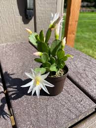 Maggie moran is a professional gardener in pennsylvania. My Baby Christmas Cactus Blooming Before It Was Repotted Trying My Hand At Growing A Few Cacti Indoors In Western Wa Cactus