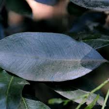 Image result for Vepris zambesiaca