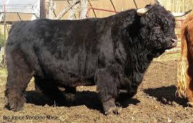 We did not find results for: Highland Cattle Breeders In Treadway Tennessee Elm Hollow Farm Highland Cattle For Sale