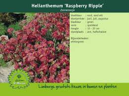 Maybe you would like to learn more about one of these? Zonneroosje Helianthemum Raspberry Ripple