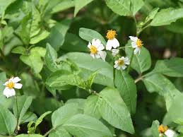 Image result for Bidens pilosa