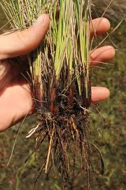 Image result for Fimbristylis squarrosa