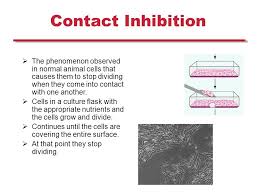We did not find results for: Plant And Mammalian Tissue Culture Mammalian Cell Culture Ppt Download