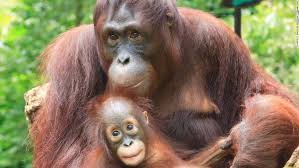 Stay up to date and be the first to hear about exclusive news & updates about planet zoo. And The World S Best Zoo Is Cnn Travel
