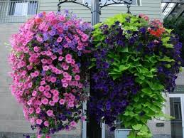 Decorative sweet potato vine, a common planter filler in garden centers, can easily be rooted in water. Pin By Shelton Taylor On Gardens Garden Containers Container Flowers Hanging Plants