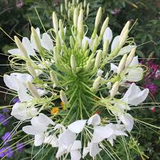 Image result for Cleome spinosa