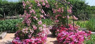 Find out which are the our favorite flowers for helping our pollinator friends on gardener's path now. How To Design A Potager Garden