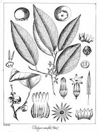 Image result for Diospyros inhacaensis