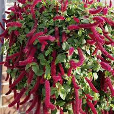 Image result for Acalypha volkensii