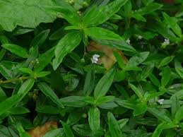 Image result for Oldenlandia corymbosa