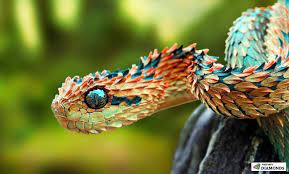 Snake Eyes Weird Animals African Bush Viper Rare Animals