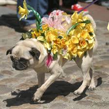 Watchmalcolminthemiddle.com does not store any files on its server. Nantucket Daffodil Festival Returns April 29 Island Properties