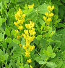 Image result for Indigofera lyallii