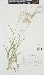 Image result for Chloris mossambicensis