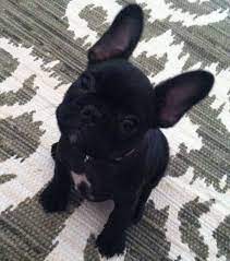 My Frenchton Puppy Frenchton Dog Cutest Puppy Ever Cool Pets