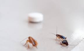 How To Get Rid Of Roaches
