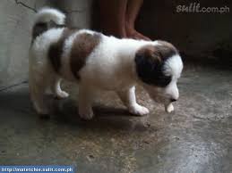 Black Bichon Frise Puppy For Sale Ooops Page Not Found Japanese Spitz Puppies For Sale Doggy